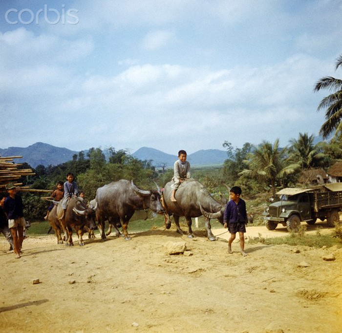 Những đứa trẻ chăn trâu trên một đoạn đường thuốc quốc lộ 1 gần thị xã Vinh (Nghệ An) năm 1973. Ảnh: Werner Schulze-dpa-Corbis.